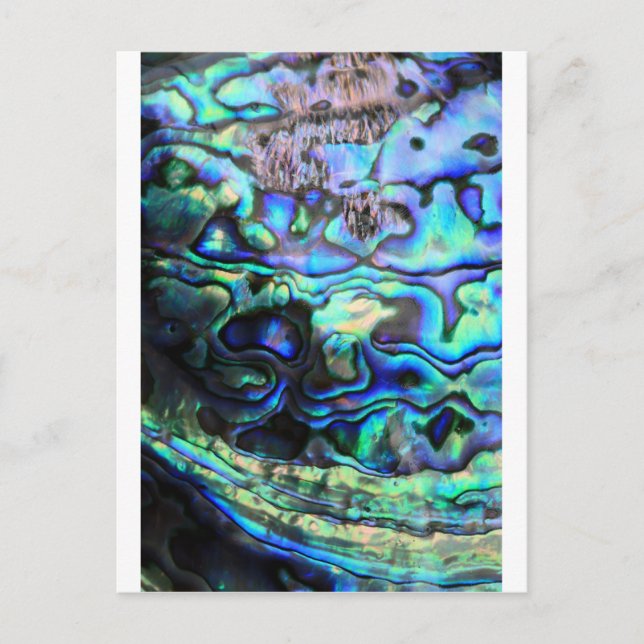 Abalone paua Muschel Postkarte (Vorderseite)