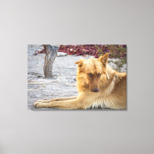 Abandoned Dog Leinwanddruck (Vorderseite)