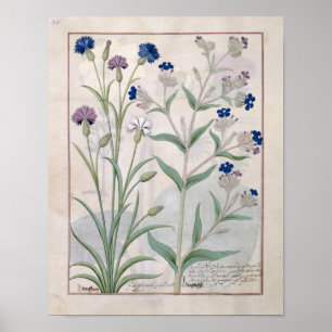 Abbildung aus dem "Buch der einfachen Arzneimittel Poster