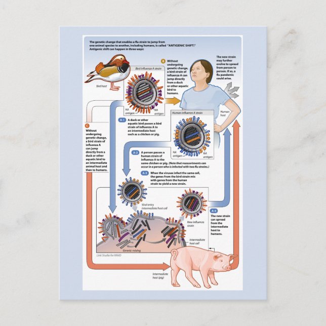 Abbildung der antigenen Verschiebung (Influenza) Postkarte (Vorderseite)