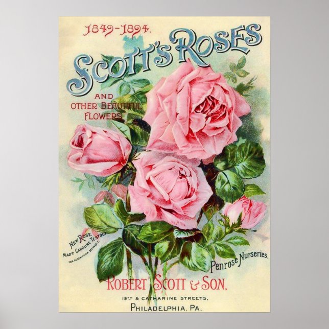 Abbildung der Blume der Vintagen Rose Poster (Vorne)