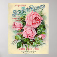 Abbildung der Blume der Vintagen Rose