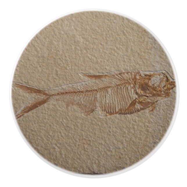 Abbildung der Keramik des Fossil Sandsteins Keramikknauf (Vorderseite)