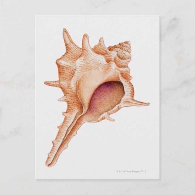 Abbildung der Murex-Muschel Postkarte (Vorderseite)