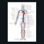 Abbildung des menschlichen Kreislaufsystems Poster<br><div class="desc">Vereinfachtes Diagramm des menschlichen Kreislaufsystems im Vordergrund. Melden Sie sich für KOSTENLOS an und rettete 12% auf jede Zazzle-Bestellung zusätzlich zu einem $5.00 Anmelde-Bonus Alle Rechte vorbehalten; ohne Vorurteil, Rückgriff oder Benachrichtigung (U.C. 1-308) http://en.wikipedia.org/wiki/File:Circulatory_System_en.svg Blut "Kreislaufsystem" "Kreislauf-System" "Blutdiagramm" "Blutdiagramm" "Schaltplan" "Biologiekarte" "Biologiekarte" "Anatomiekarte" "Anatomie-Diagramm" "Anatomie des Menschen" "Menschendiagramm" "Menschendiagramm" Herzvenen...</div>