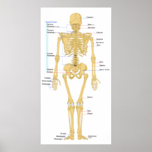 Abbildung einer Rückansicht des Skeletts eines wei Poster