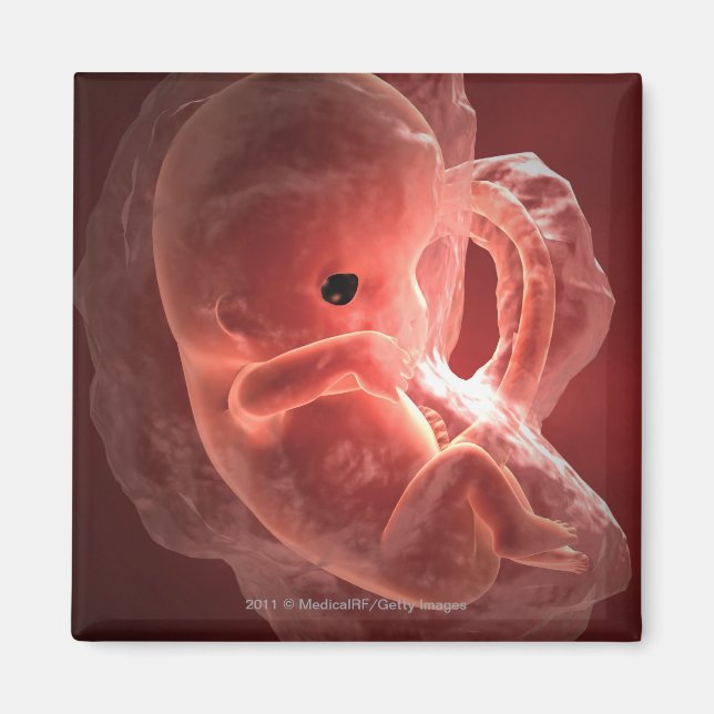 Abbildung eines sich entwickelnden Embryos Magnet (Vorne)
