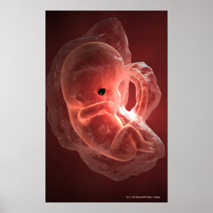 Abbildung eines sich entwickelnden Embryos Poster