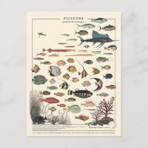 Abbildung exotischer Fische Postkarte