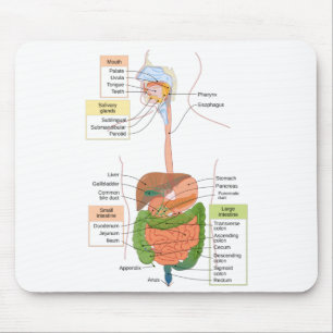 Abbildung Menschliches gastrointestinales Verdauun Mousepad