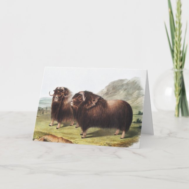 Abbildung Ox (Ovibos moschatus) Karte (Vorderseite)