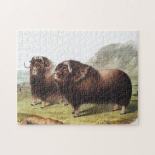 Abbildung Ox (Ovibos moschatus) Puzzle