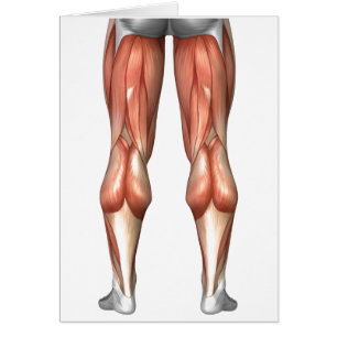 Abbildung Veranschaulichung der Muskelgruppen