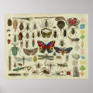 Abbildung Vintager Insekten (1834) Poster