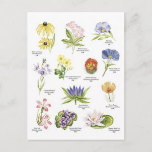 Abbildungen zur botanischen Blume Postkarte