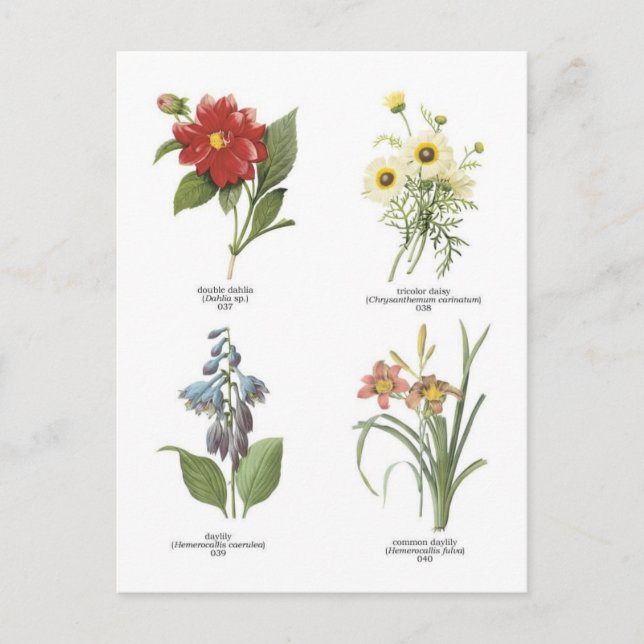 Abbildungen zur botanischen Blume Postkarte (Vorderseite)