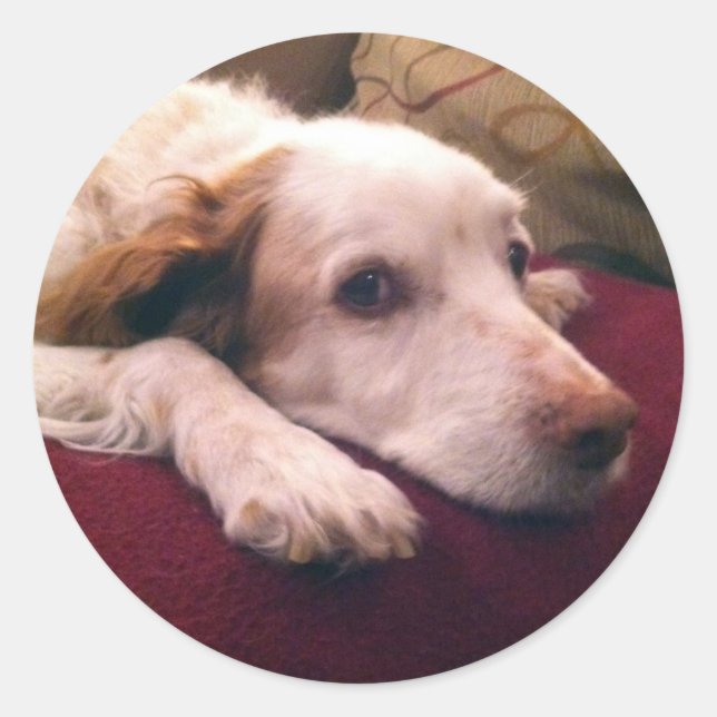 Abby Brittany Spaniel Runder Aufkleber (Vorderseite)