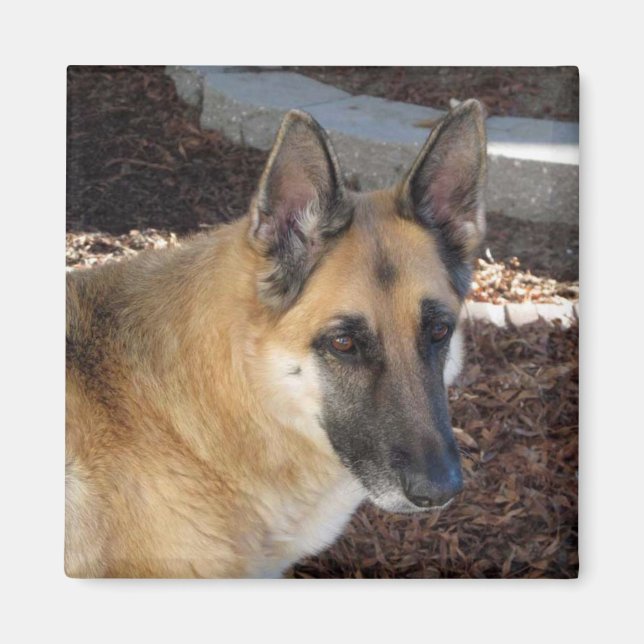Abby German Shepherd Magnet (Vorne)