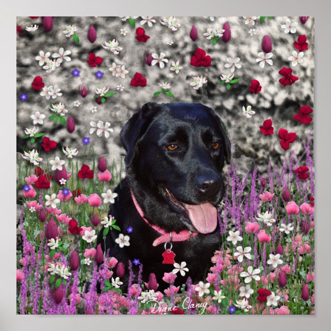 Abby in Blume - Black Lab Dog Poster (Vorne)