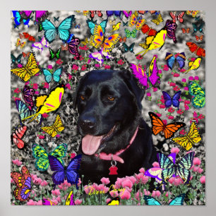 Abby in Butterflies - Black Lab Dog Poster