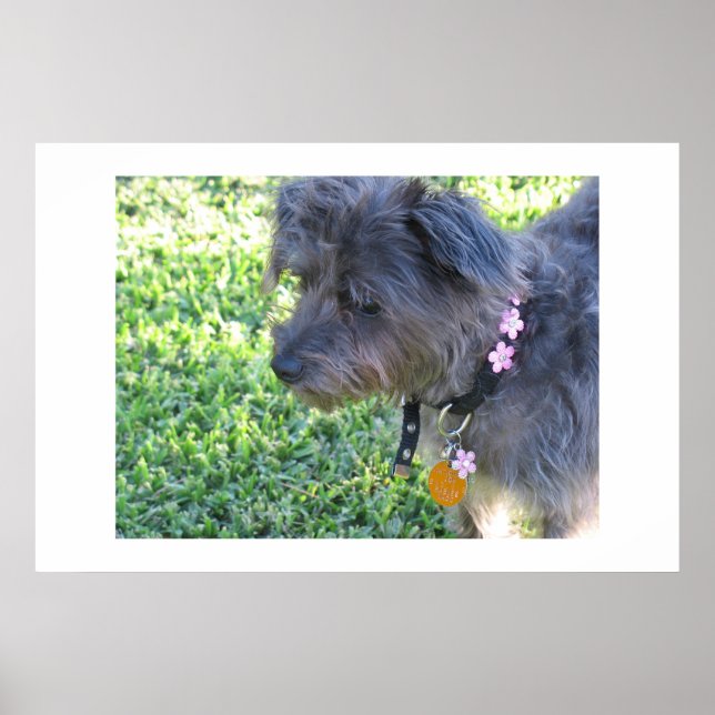 Abby Mae Poster (Vorne)