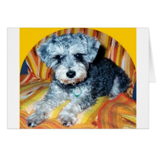 Abby the Schnoodle (Vorderseite (Horizontal))