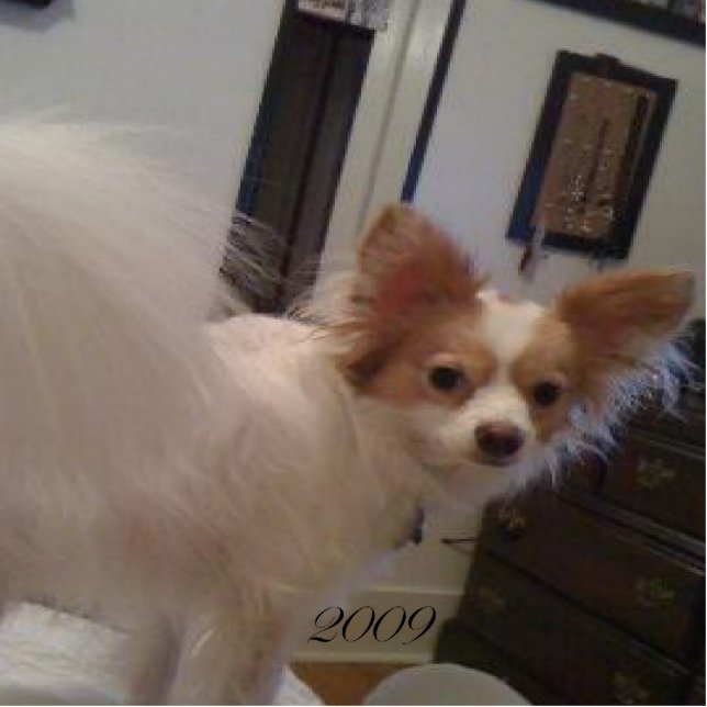 Abby Verzierung Fotoskulptur Ornament (Vorne)