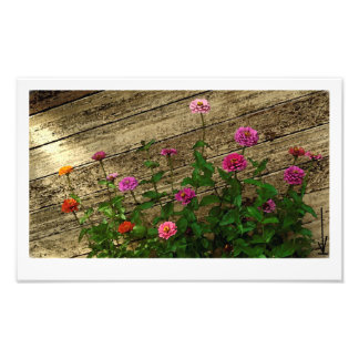 Abbys Blume Fotodruck