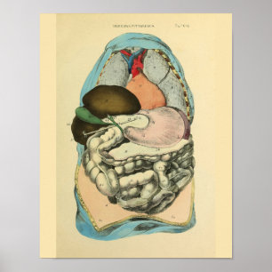 Abdominale Organe Menschliche Anatomie Art Print Poster