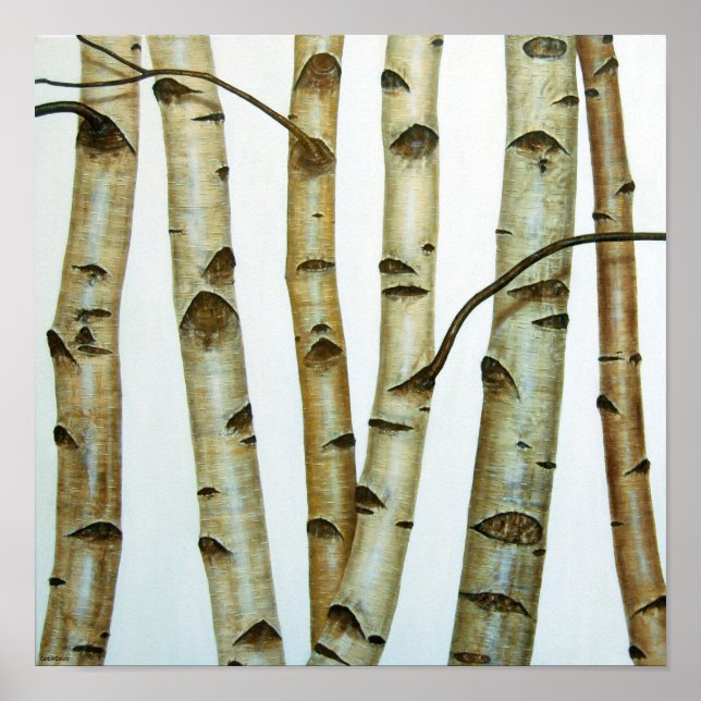 Abedules Blancos Poster (Vorne)