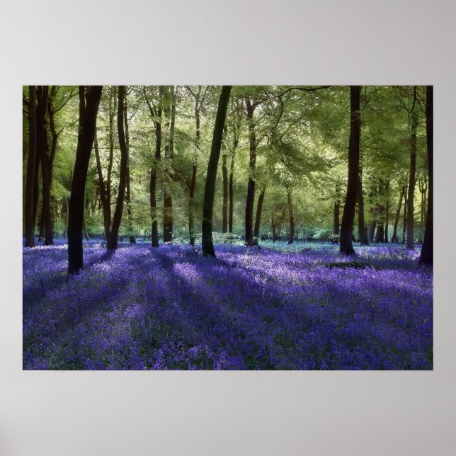 Abend Blubells Poster (Vorne)