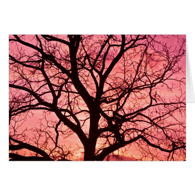 Abend Blush Tree Silhouette (Vorderseite (Horizontal))
