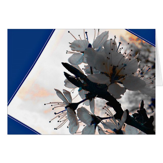 Abend Cherry Blossom Blank Card (Vorderseite (Horizontal))
