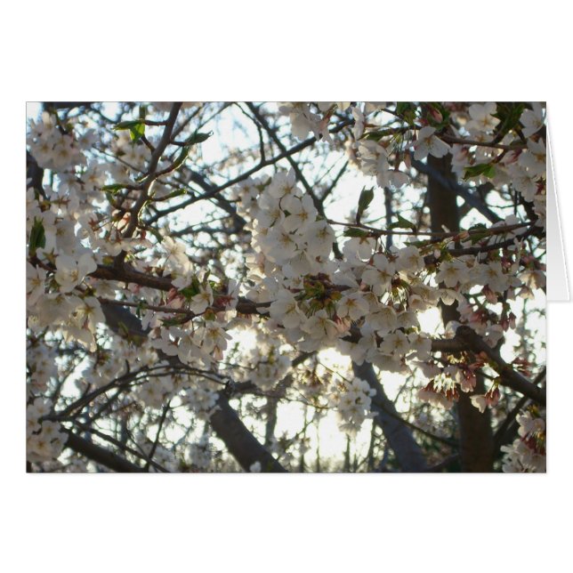 Abend Cherry Blossoms II Frühjahr Sonnenuntergang (Vorderseite (Horizontal))