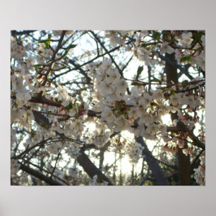 Abend Cherry Blossoms II Frühjahr Sonnenuntergang Poster