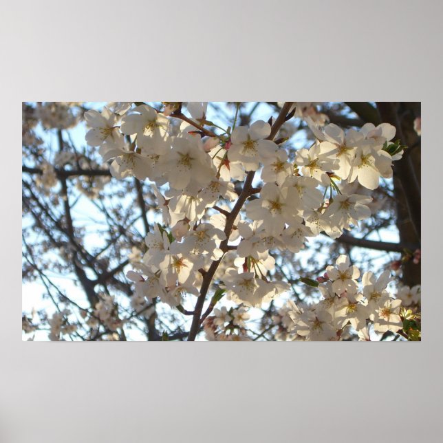 Abend Cherry Blüten I Spring Floral Poster (Vorne)