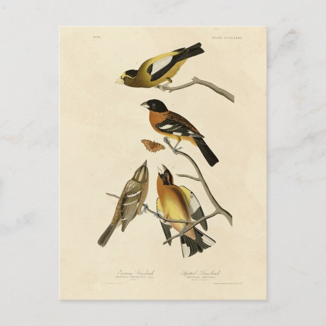 Abend, Gepunktet Grosbeak Audubon Birds of America Postkarte (Vorderseite)