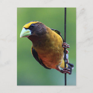 Abend Grosbeak (Coccothraustes vespertinus) Postkarte