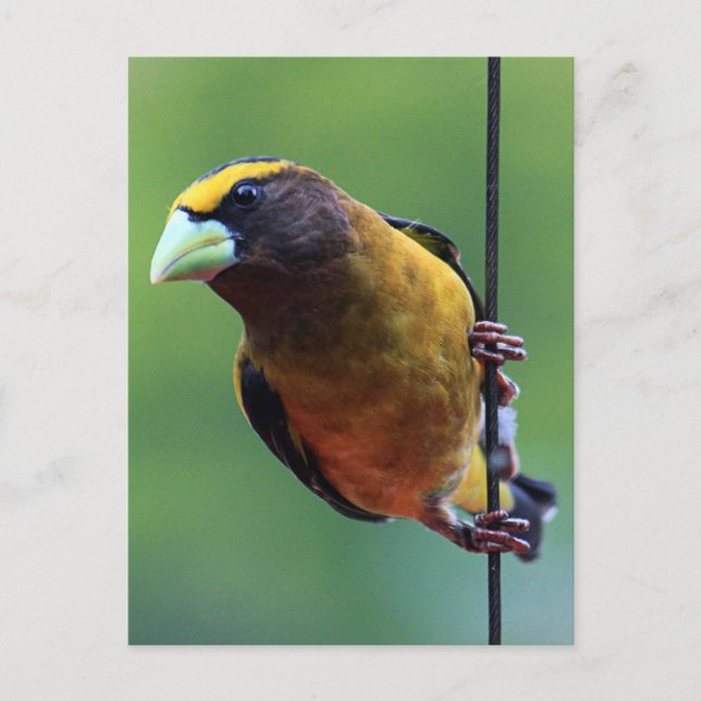 Abend Grosbeak (Coccothraustes vespertinus) Postkarte (Vorderseite)