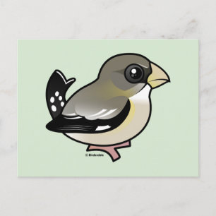 Abend Grosbeak (f) Postkarte