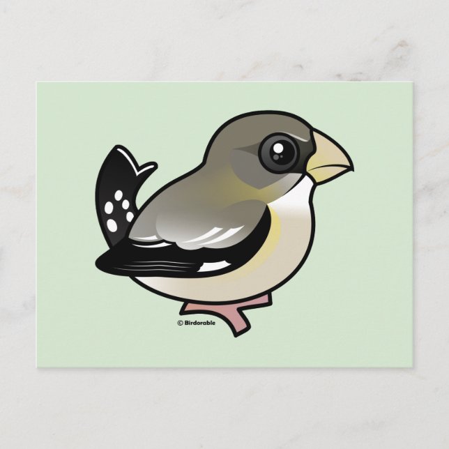 Abend Grosbeak (f) Postkarte (Vorderseite)