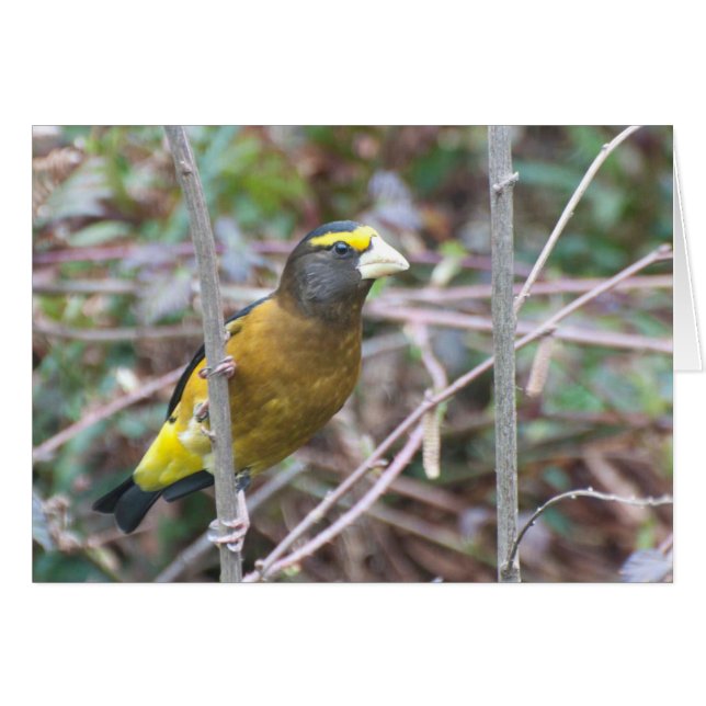 Abend Grosbeak - Kunstkarte (Vorderseite (Horizontal))