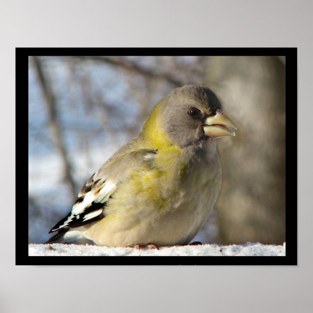 Abend Grosbeak Poster (Vorne)