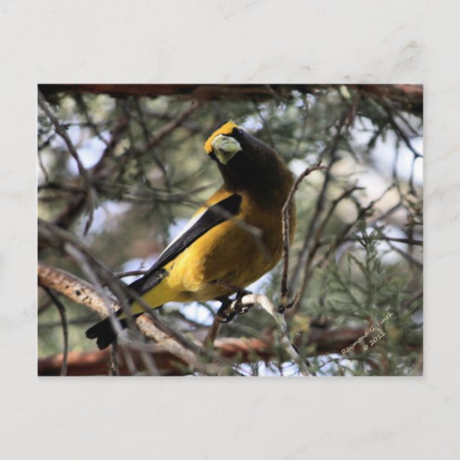 Abend Grosbeak Postkarte (Vorderseite)