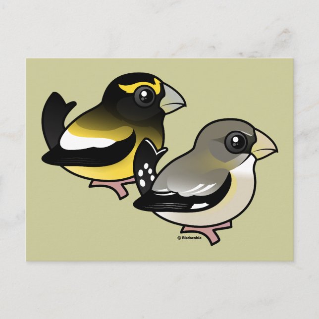 Abend Grosbeak Postkarte (Vorderseite)