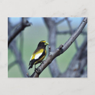 Abend Grosbeak Postkarte