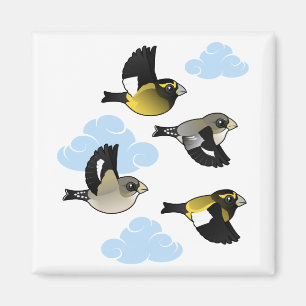 Abend Grosbeaks im Flug Magnet