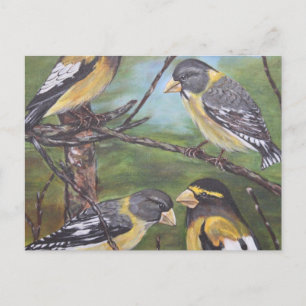 Abend Grosbeaks Postkarte