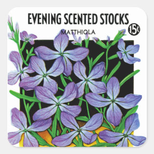 Abend-Scented Stocks Seed Packet Label Quadratischer Aufkleber