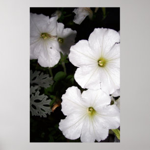 Abend White Petunia Blüten Blüte Poster